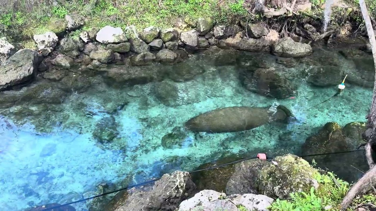 Adventures with Gigi : Lorenzo the Manatee!