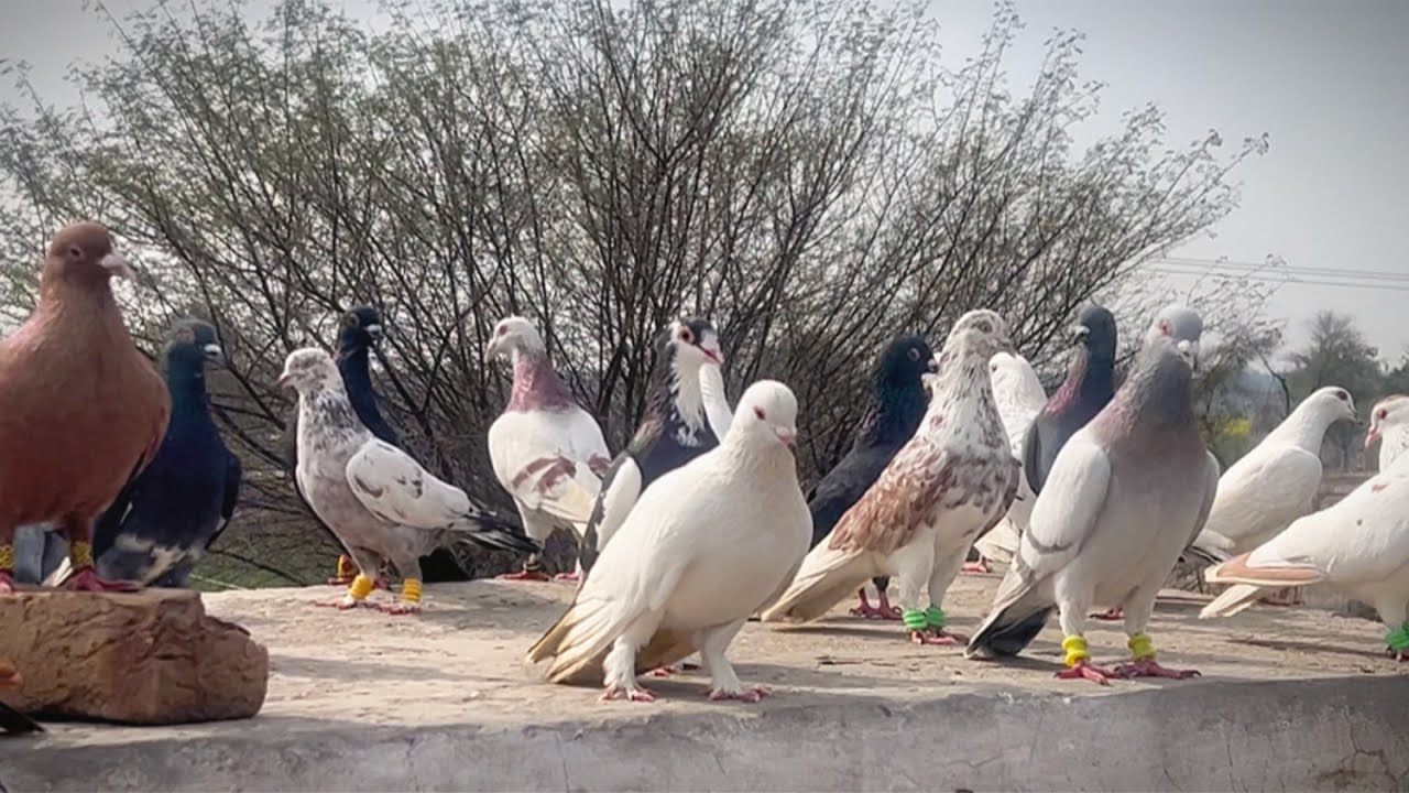 Today new entry 💕😱 fighter 30 kabuter le ye ha #pigeon #pegionsvideos #bird #pegionsvideos #
