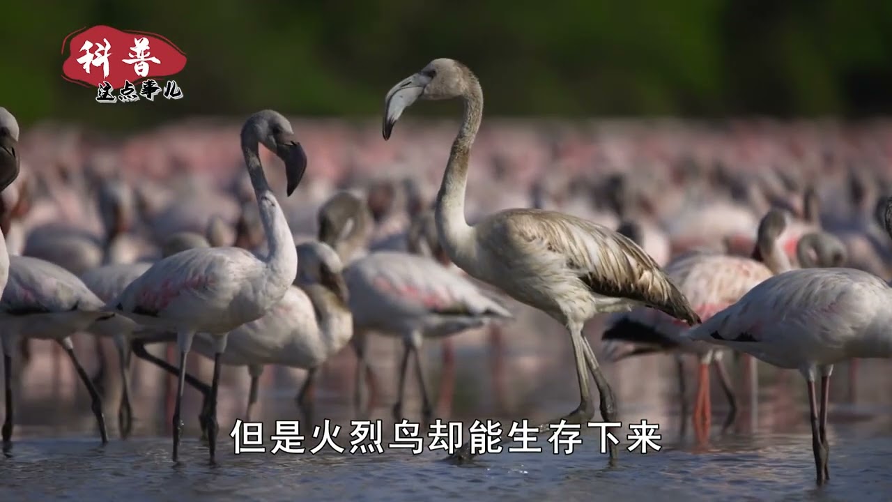 雄鸟插在雌鸟头上，以&ldquo;血&rdquo;喂养幼鸟，为什么火烈鸟要这么残忍？