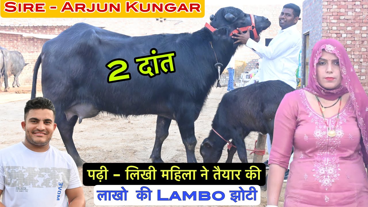 पढ़ी - लिखी महिला ने तैयार की - अर्जुन कुंगड़ की बेटी । मां से दिया ज्यादा दूध और कीमत लगी लाखों ।