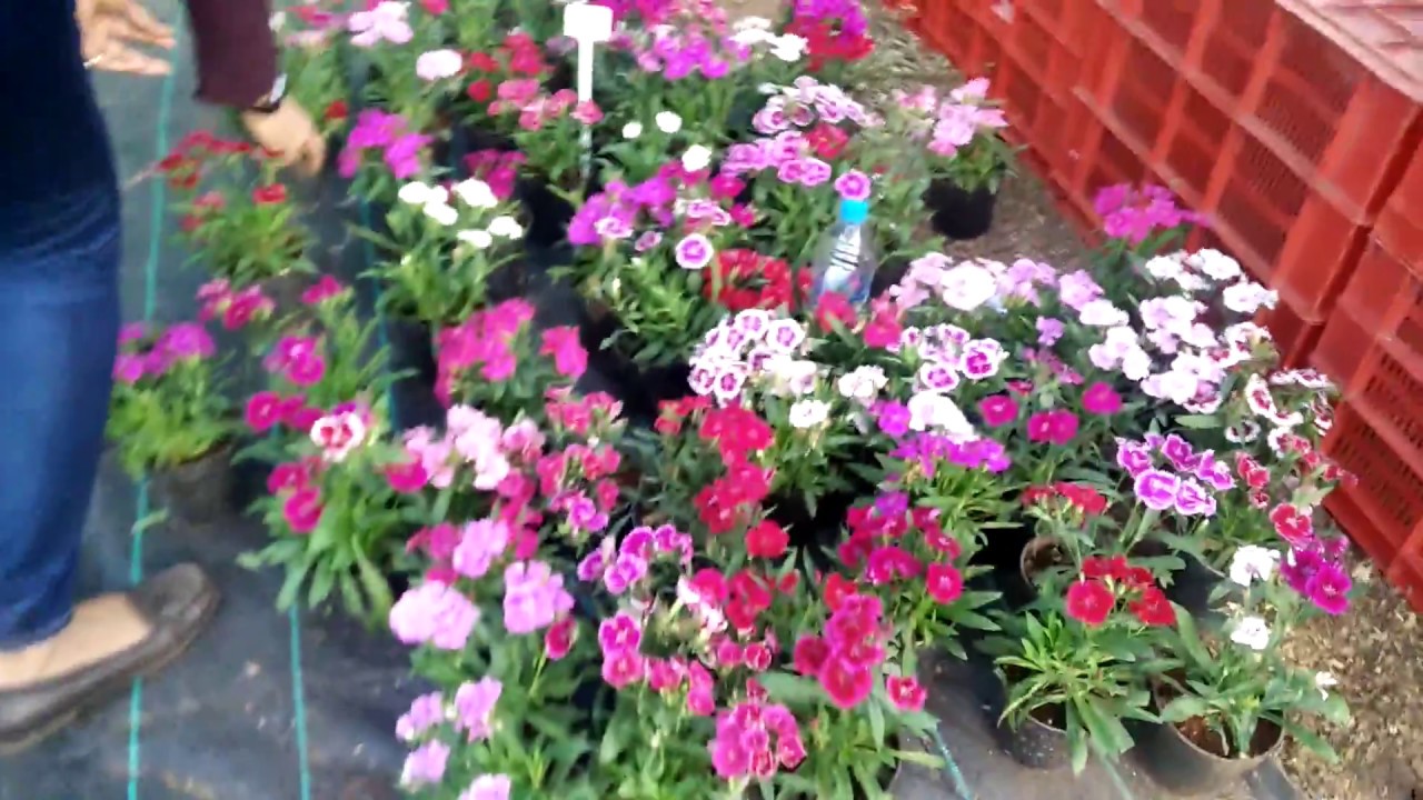 Flower show | beautiful flower show 2018 | Flower show  india