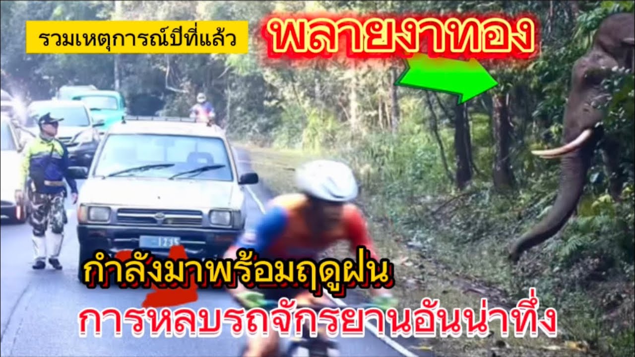 Ep.198 คลิปพิเศษ รอคอยพลายงาทอง .. พญาคชสารที่มาพร้อมกับสายฝน..!! #เขาใหญ่ #elephant #wildlife #news