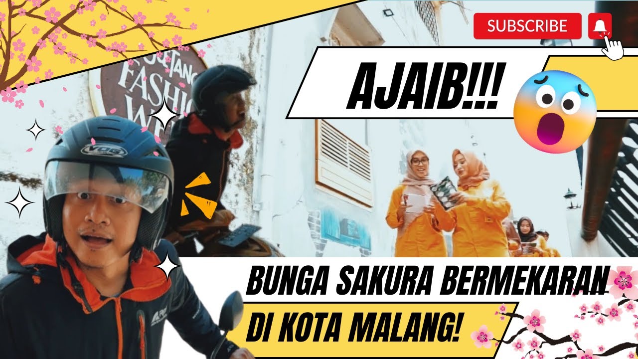Wahh ajaib!!! Bunga Sakura bermekaran di Kota Malang!!!😱🌸