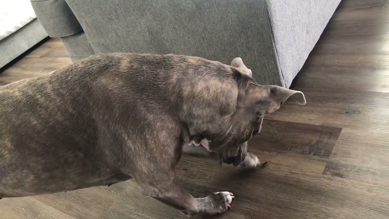 Missy, Pest Technician