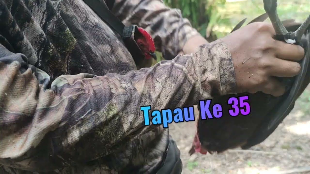 Ayam Hutan Pikat Betina F1 #73