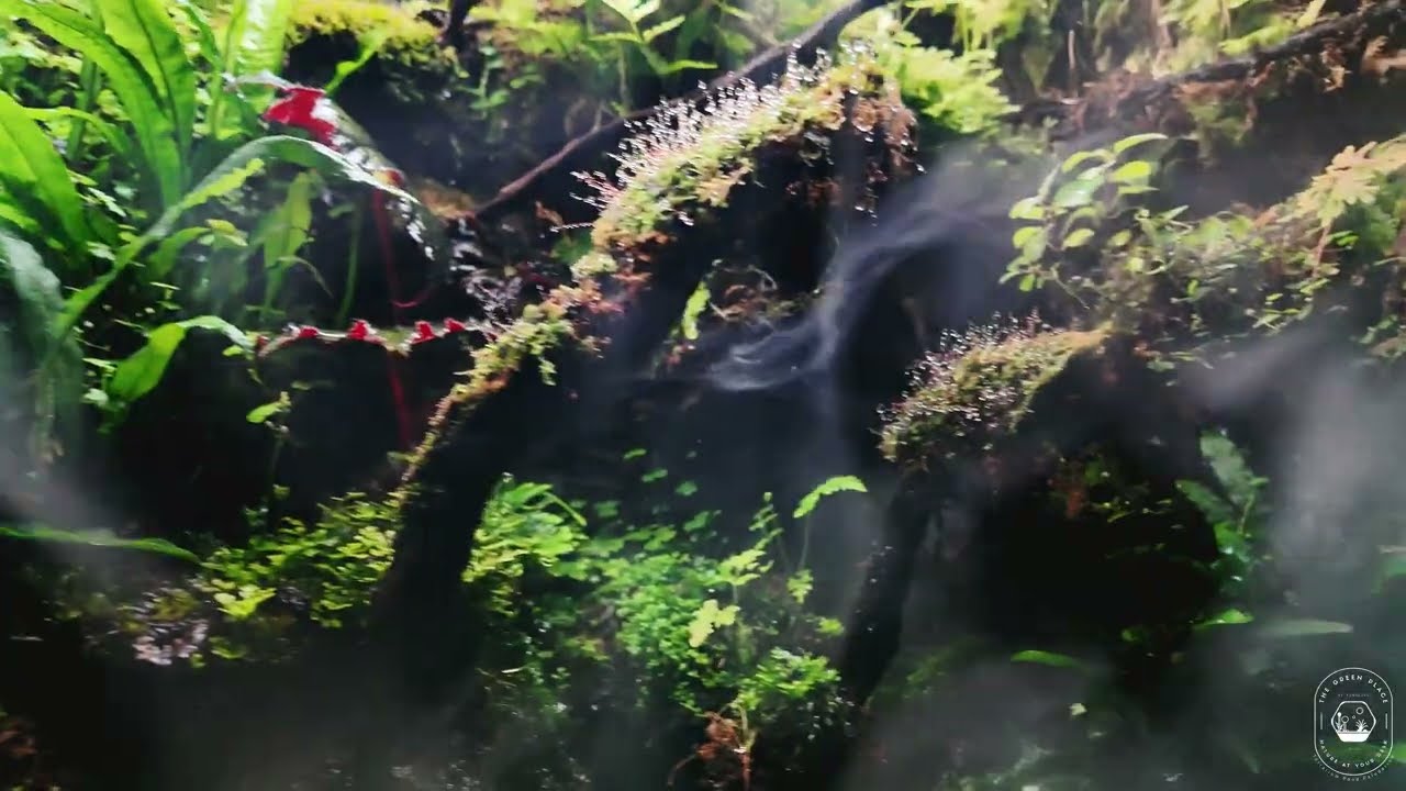 Rainforest Terrarium | Transforming Living Spaces with a Living Ecosystem