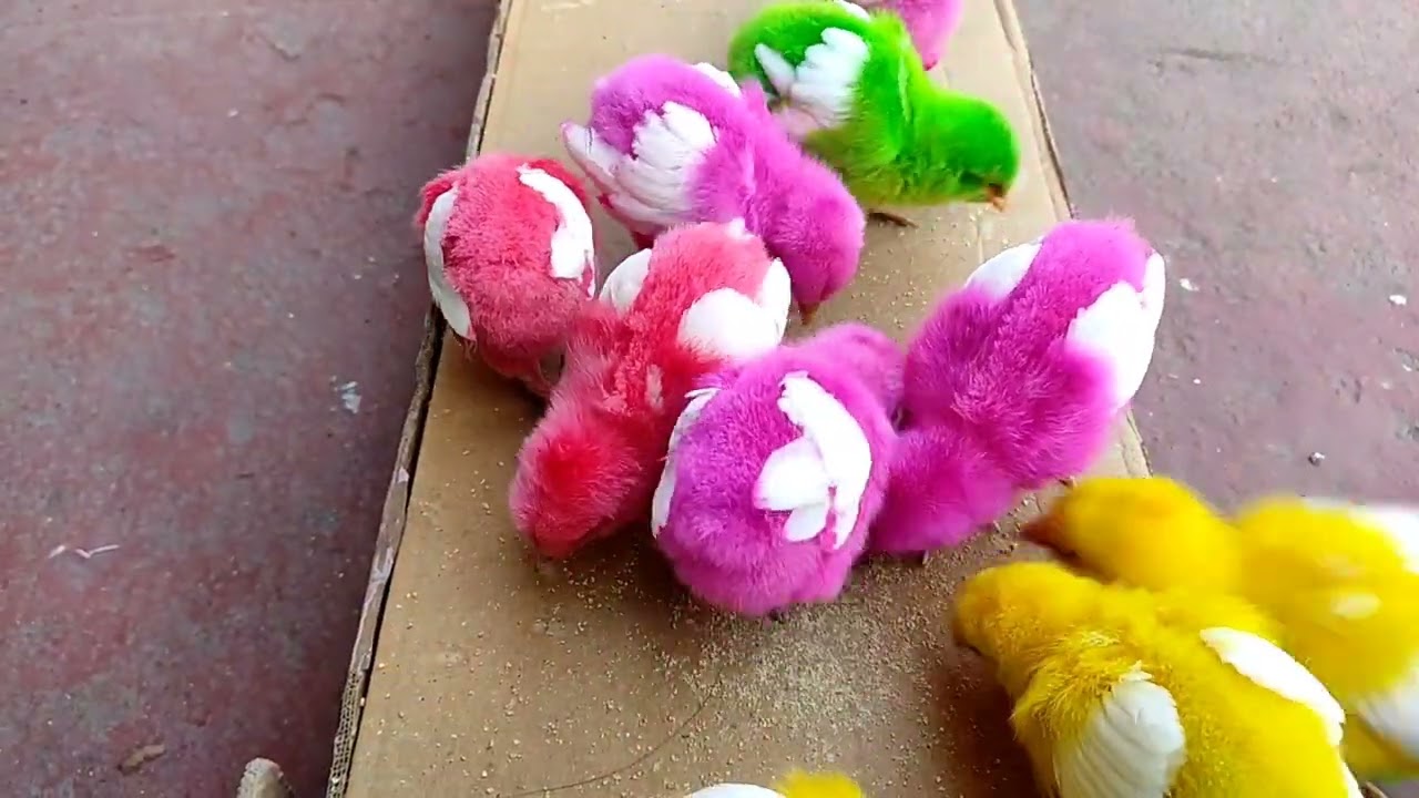 Little chicks #babychicks #chicks #cuteanimals 