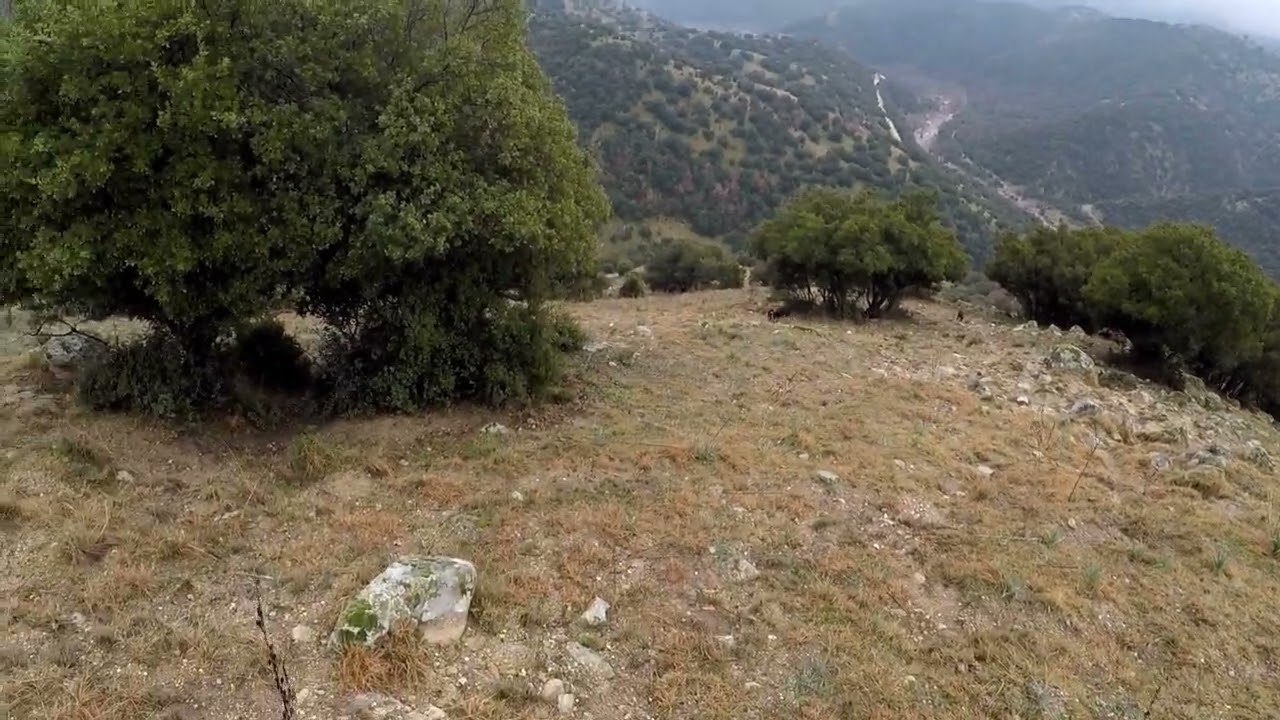 Μία ομάδα έξι σκύλων (Ελληνικών ιχνηλατών) τρείς του Βαρσάνη καί τρείς του ( Γιώργος κυνηγός).