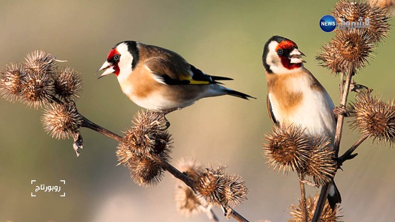 Reportage the Goldfinch Bird -le Chardonneret- by  Fethi LEMEHANNET