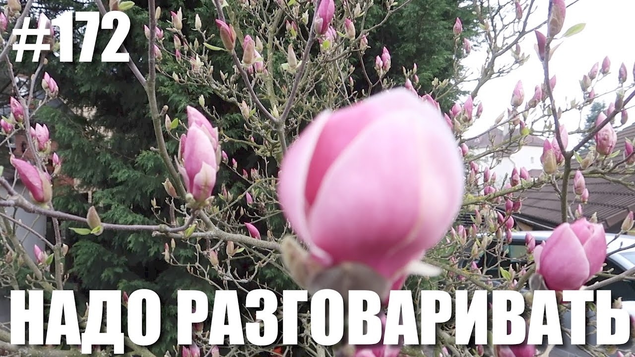 Можно ли чего-то добиться руганью? Ох уж эти споры!  Praha Vlog 172