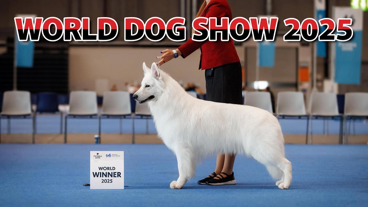 White Swiss Shepherd World dog show 2025 Helsinki Finland
