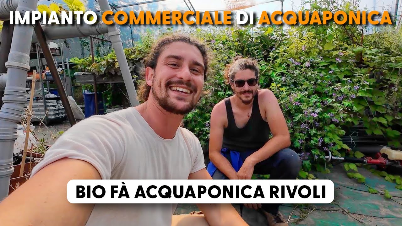 IMPIANTO COMMERCIALE DI ACQUAPONICA 🐟🌿 - BIO FA' ACQUAPONICA RIVOLI 🧑🏼‍🌾