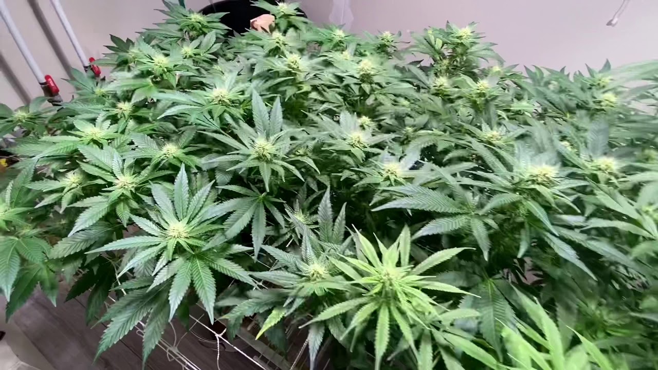 Day 26 flowering (week 4) growing CBD cannabis