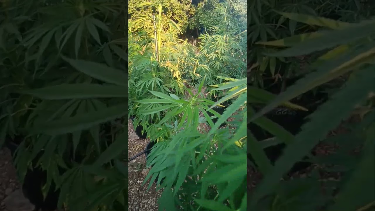 James loud genetics 🧬 grow report/ review.