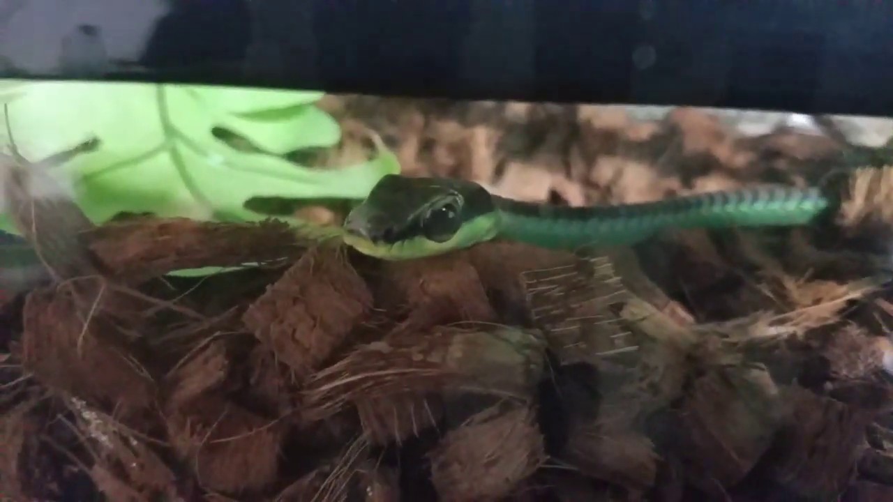 ニシキブロンズヘビ　脱皮