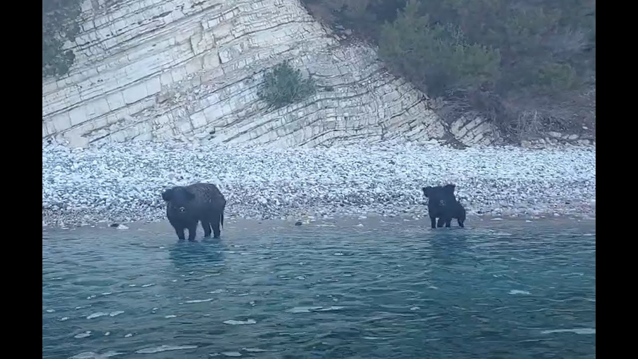 Wild Pig Beach   Atokos Lefkas
