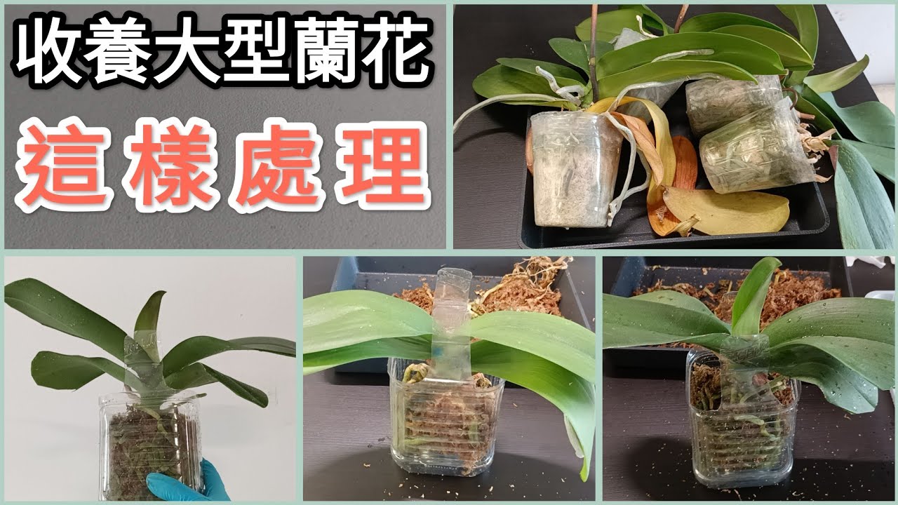 蝴蝶蘭花後處理 收養大型蝴蝶蘭的處理過程 掏空水苔 無孔杯種20/6/2025