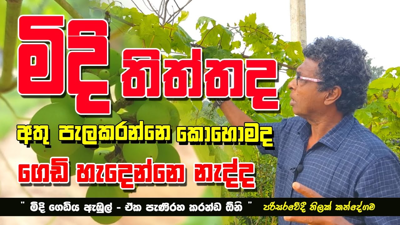 මිදි තිත්තද - ගෙඩි හදාගන්නේ කොහොමද? / How to sweeten grapefruit @ThilakKandegama