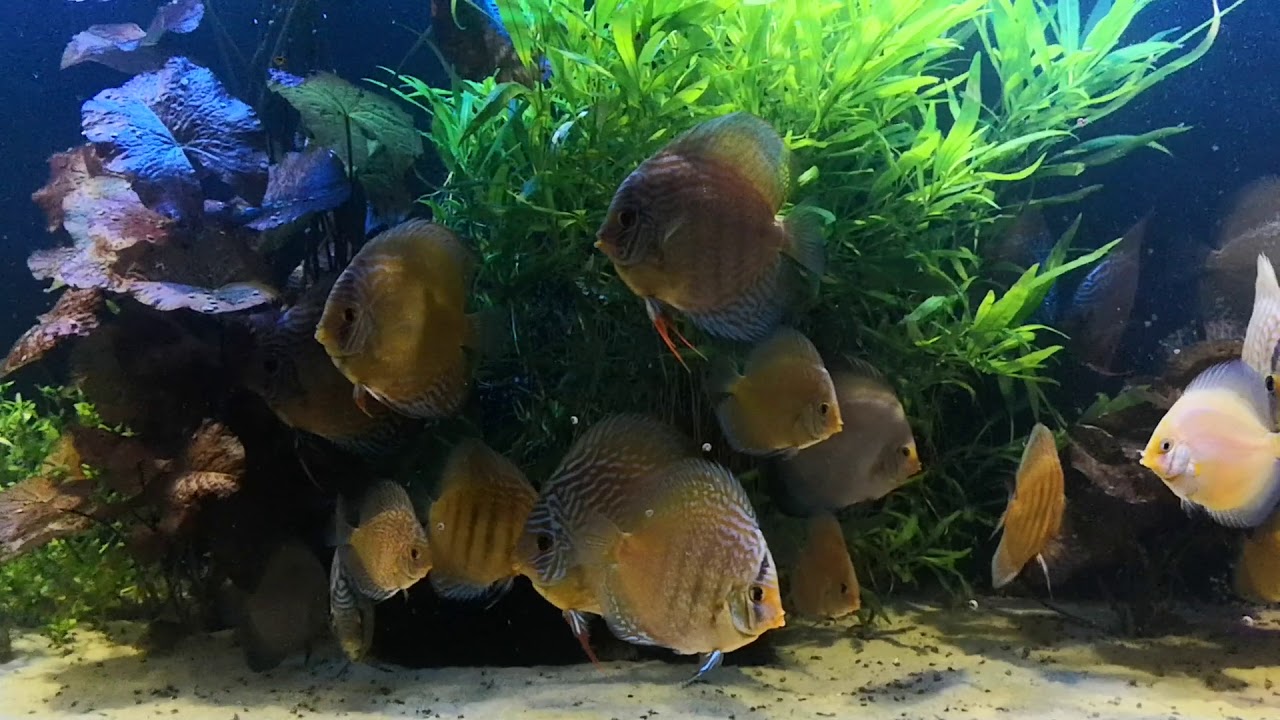 Palety w 980 litrach kolejna odsłona