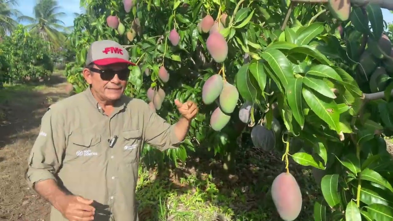 POR QUE É TÃO IMPORTANTE A LIMPEZA DOS FRUTOS EM MANGUEIRA?