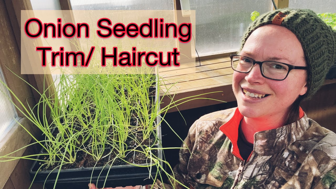 How to Trim Onion Seedlings