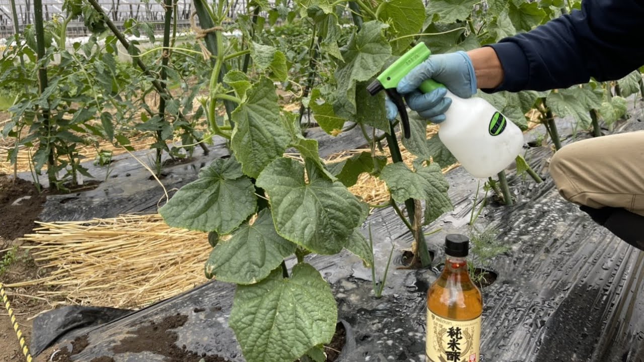 手作りの虫除けスプレーで虫と病気を退治？【実験】21/5/17