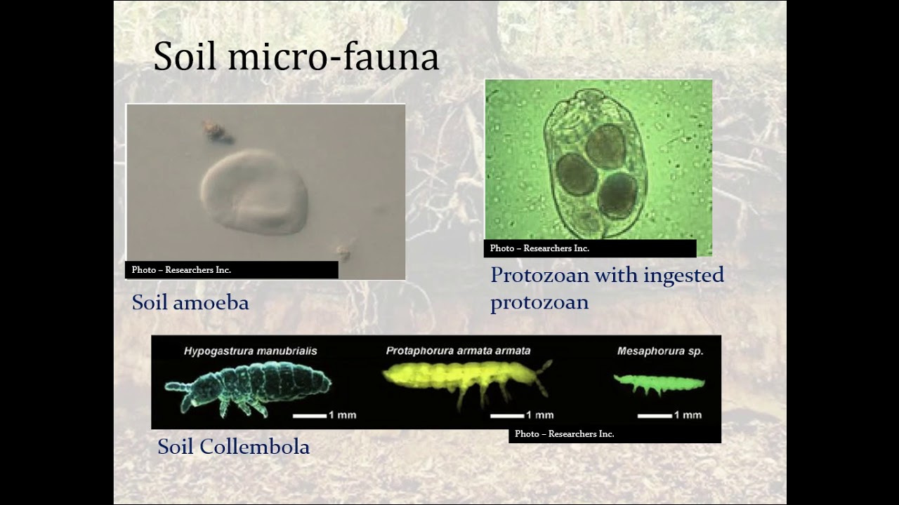 Soil Biology  3  Macro/Micro Fauna