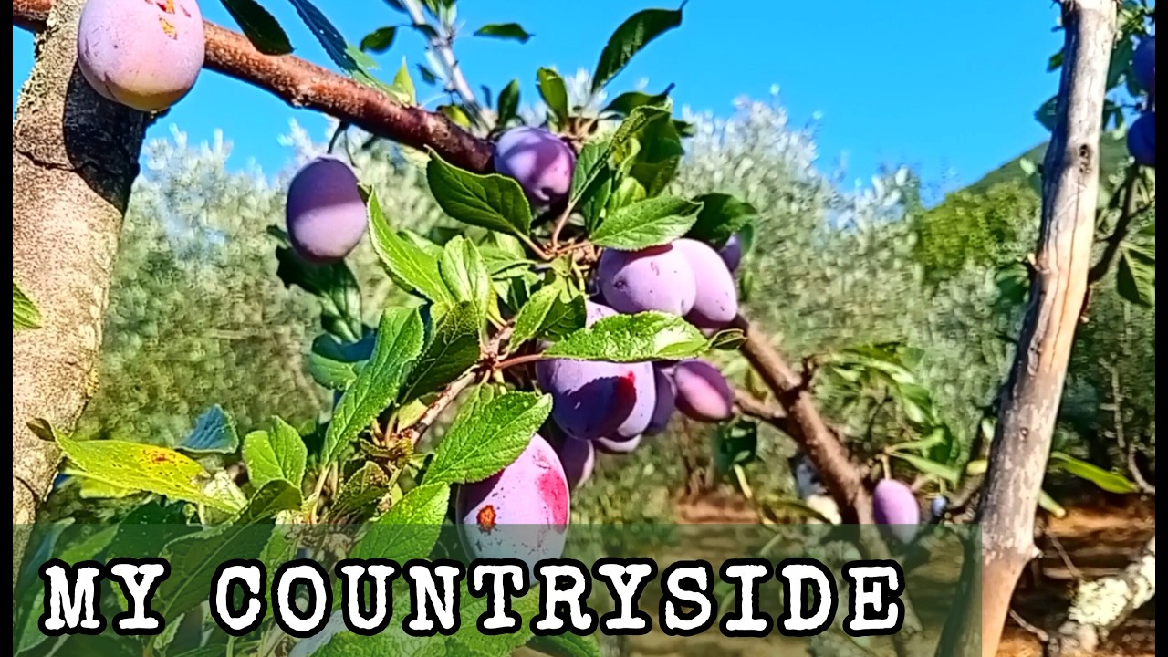 My italian countryside 🇮🇹 Plums, figs, olives and blackberries