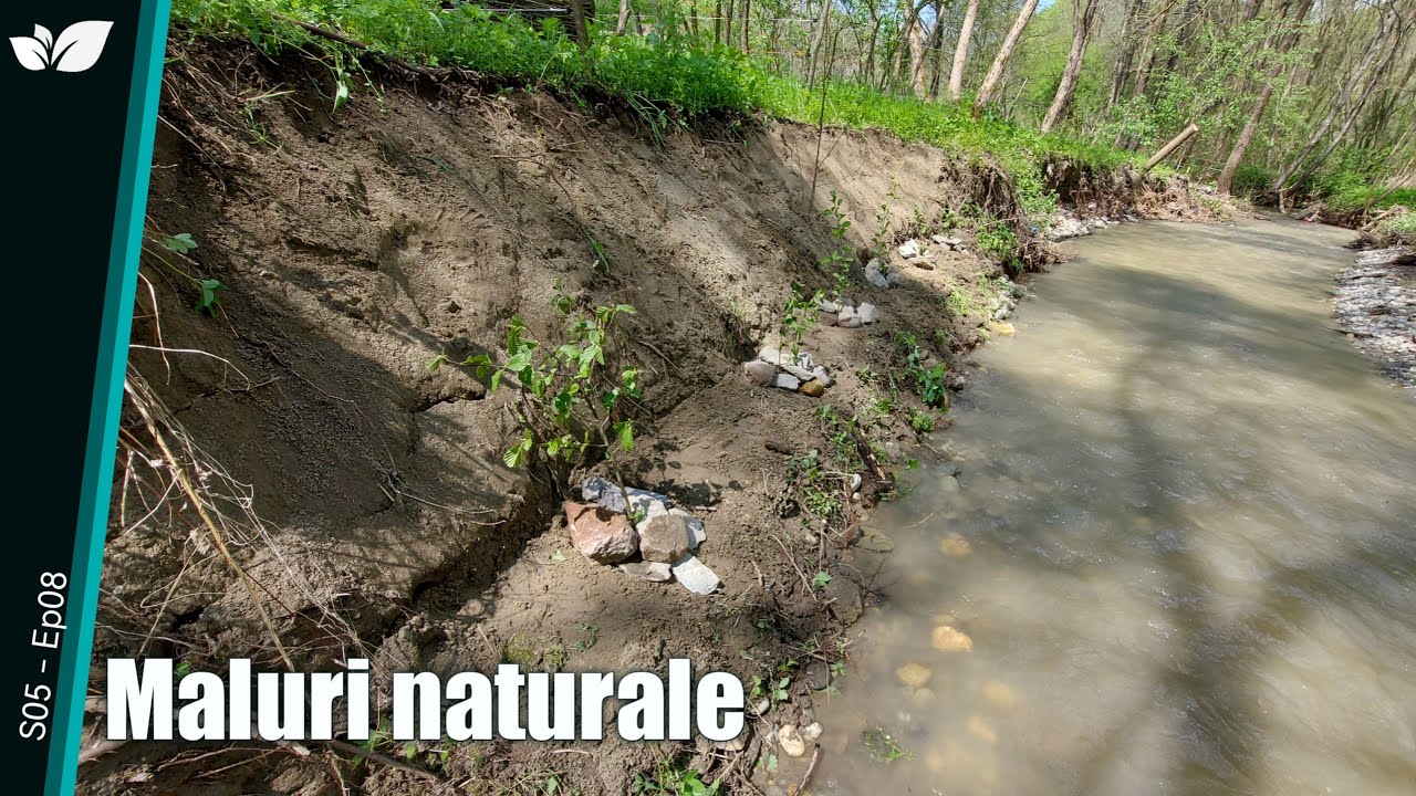 🇷🇴💧 Maluri naturale - Solocma