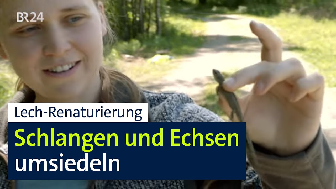 Lech-Renaturierung: Vor dem Ufer-Umbau retten Feldbiologen Echsen und Schlangen | Abendschau | BR24