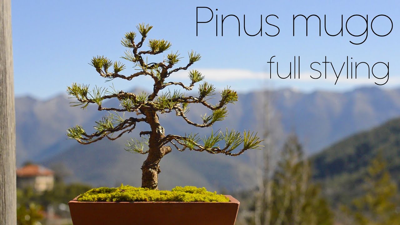 Nursery grown mugo pine FULL bonsai styling - Arkefthos Bonsai