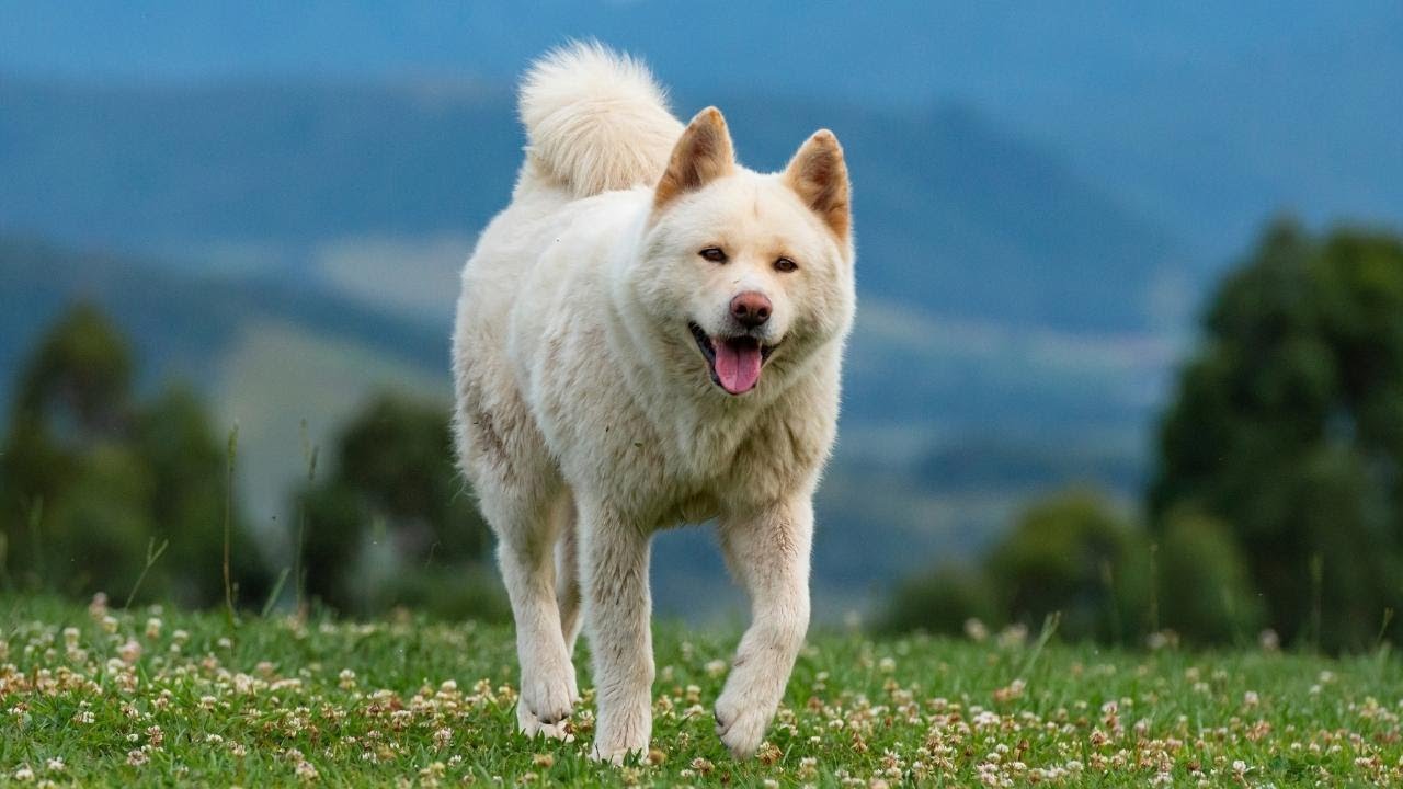 BEST GUARD DOGS: TOP 5 WORLD'S MOST FIERCE GUARD DOGS