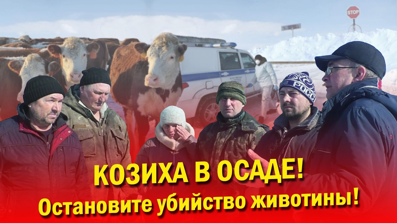 Село Козиха в осаде. Жители требуют не допустить массового убийства здоровых животных