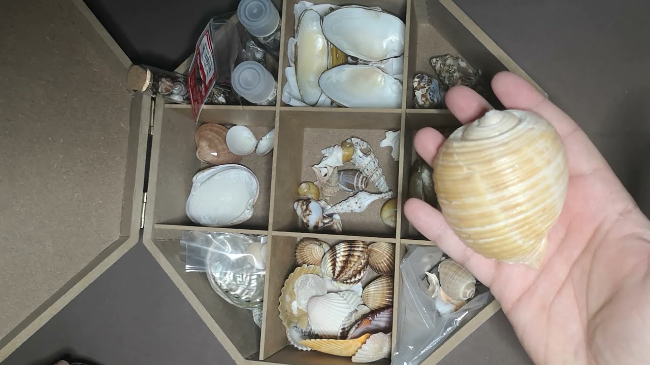 Benim buldugum kabuklar 🐚