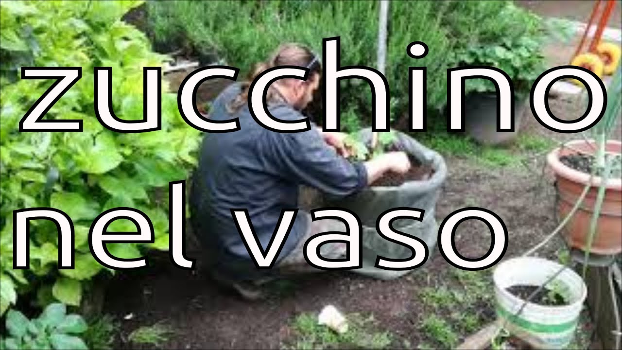 zucchino in vaso, la zucchina che tutti potete avere in balcone e in giardino, zucchine verticali