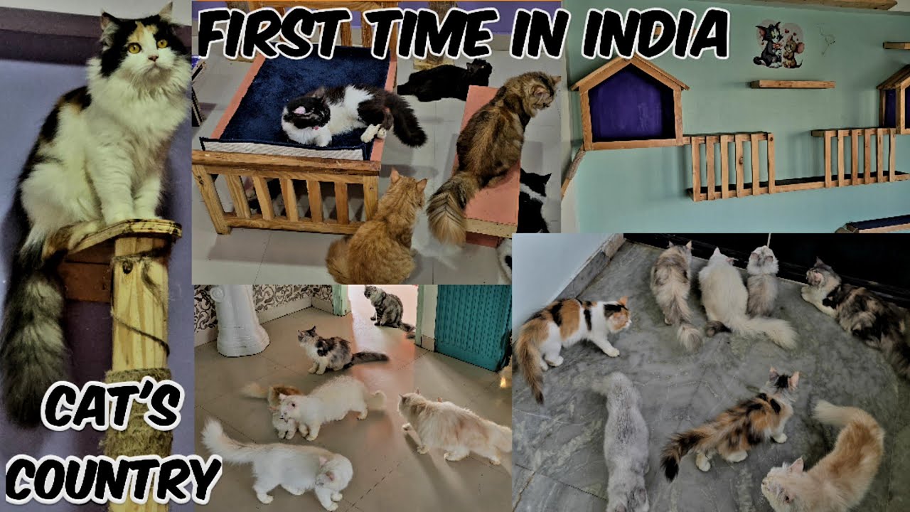 Cat Country in Hyderabad | cat's birthday party | 🐈 boarding service available | Cats therapy in Hyd