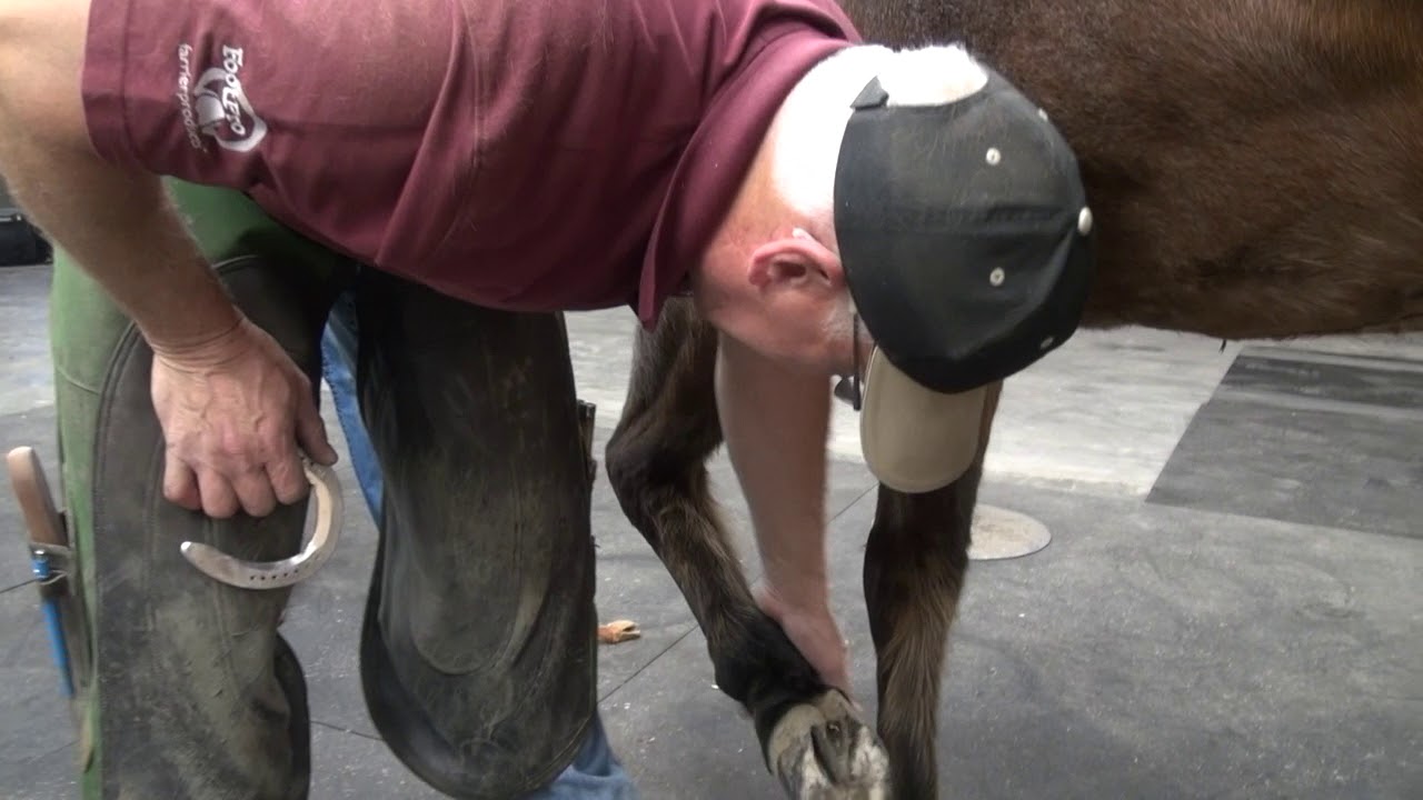Front Hoof Shoeing Steps for Barrel Horse with Bobby Menker