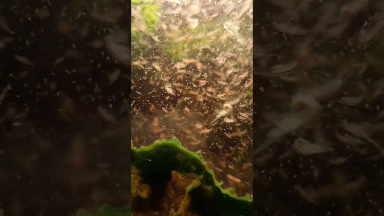 Letztes Video von meinem Kelleraquarium für 2025.