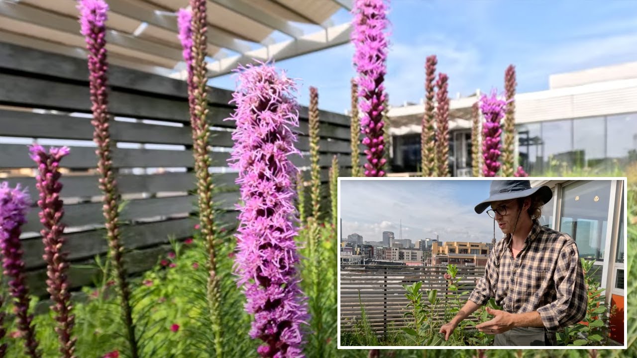 Urban Rooftop Garden Part II: Growing Season