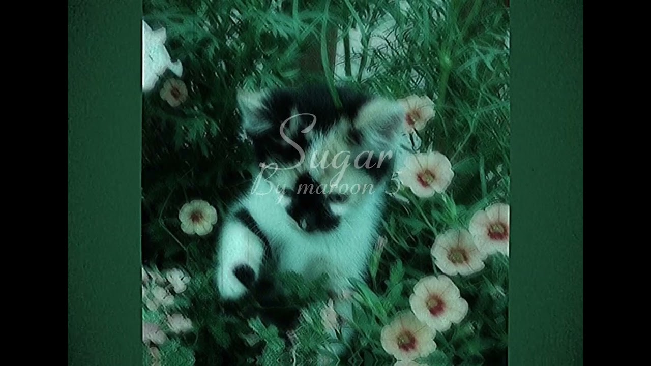 Sugar by maroon 5 (sped up)
