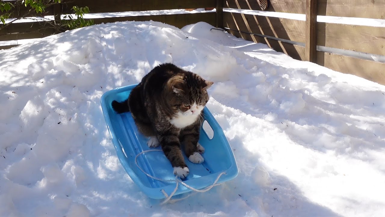 ソリ遊びするねこ。-Maru plays sledding.-