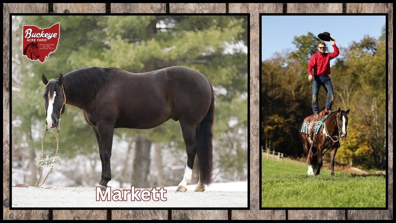 Lot #15 Black Markett Offered by Buckeye Acre Farm @ Ride the Wave Premier Horse Sale | Versatile