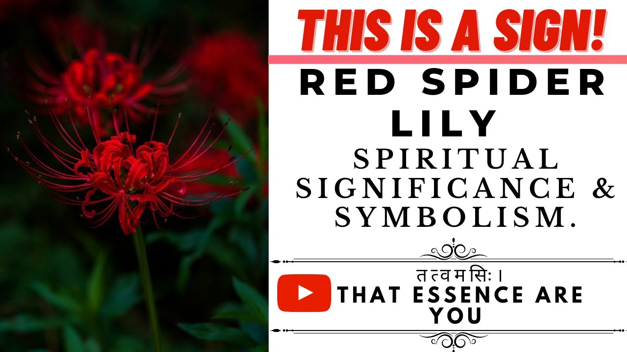 'Red Spider Lily' Significance and Symbolism in Spirituality | Symbolism of Flowers.