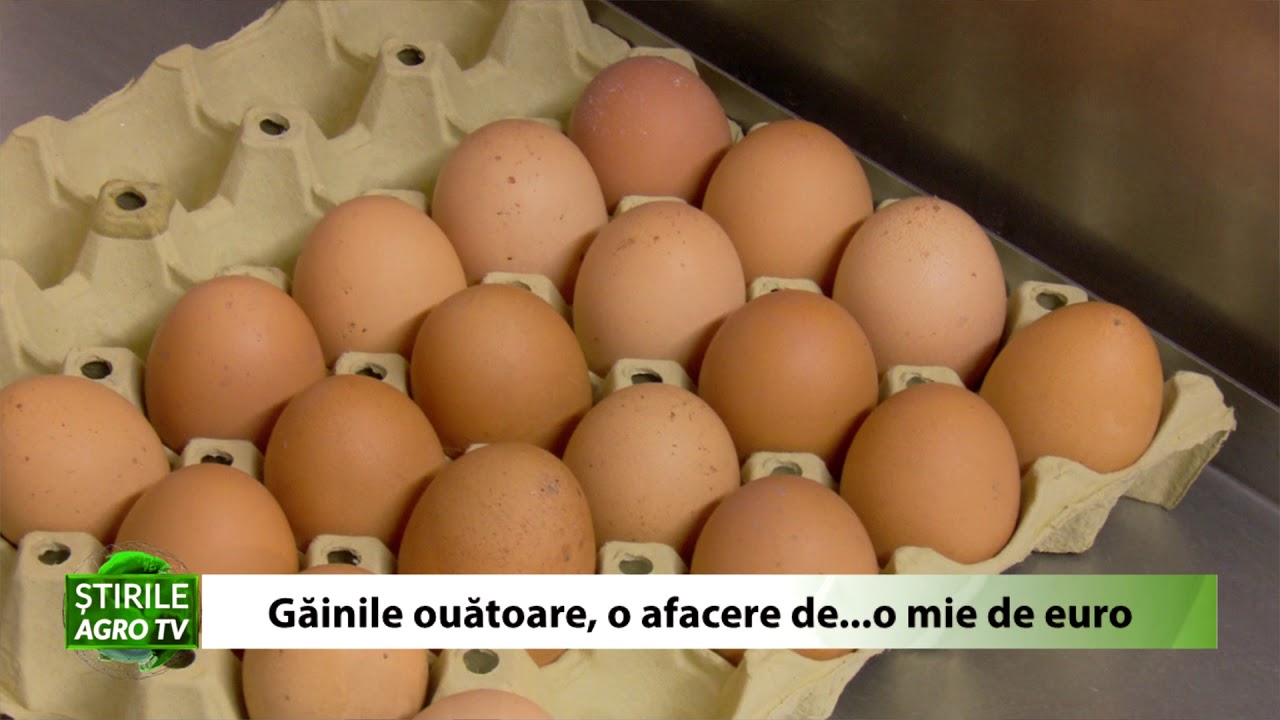 Gainile ouatoare o afacere de o mie de euro 09 12 2020