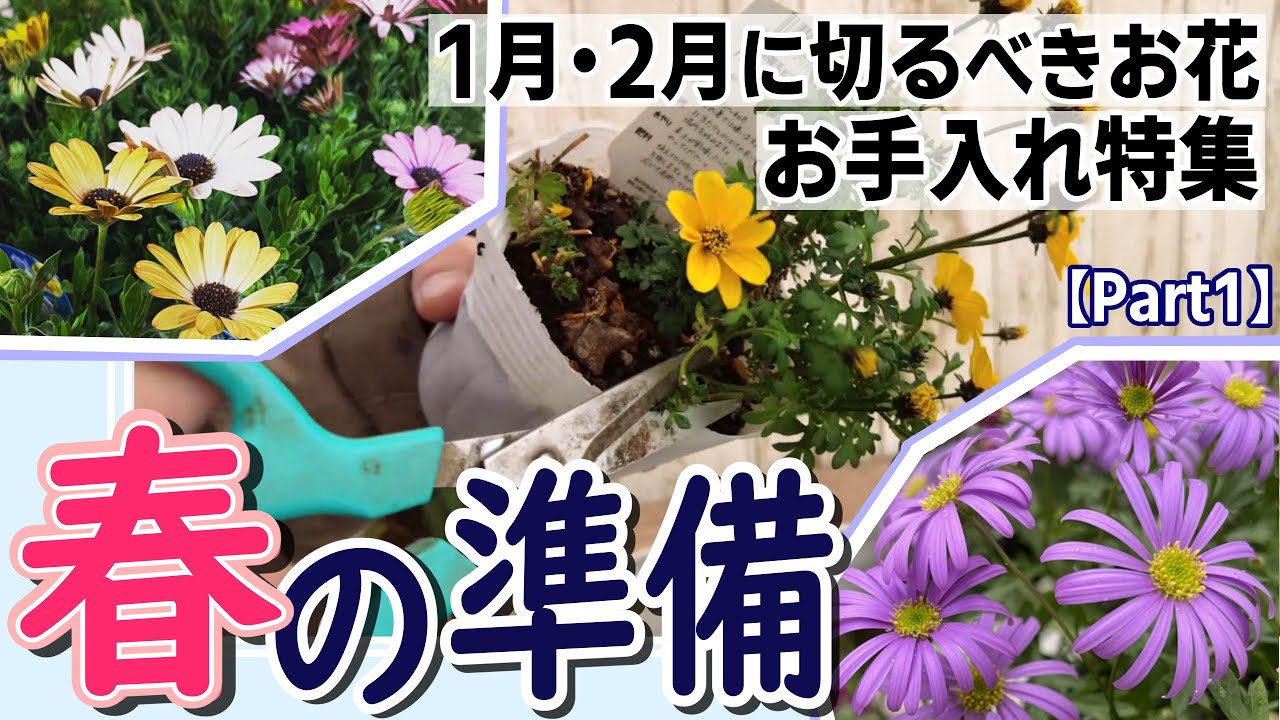 【春の準備】1月・2月のお花お手入れ特集！春に綺麗に咲かせる切り戻し術！【Part1】#ビデンス #ブラキカム #オステオスペルマム