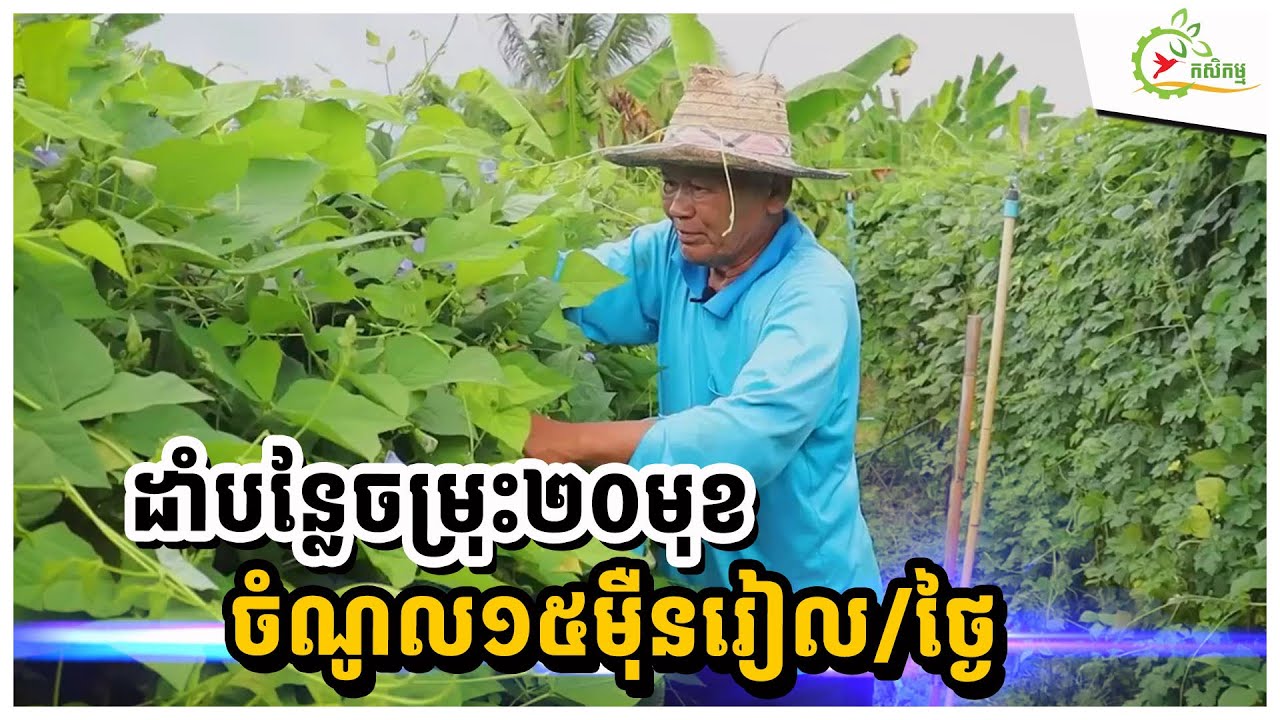 លោកតាវ័យ៦០ឆ្នាំ ដាំបន្លែចម្រុះ២០ មុខ ទាញឈ្មួញកន្ត្រកឲ្យទៅទិញដល់ផ្ទះ ១ថ្ងៃចំណូល១៥ម៉ឺនរៀល
