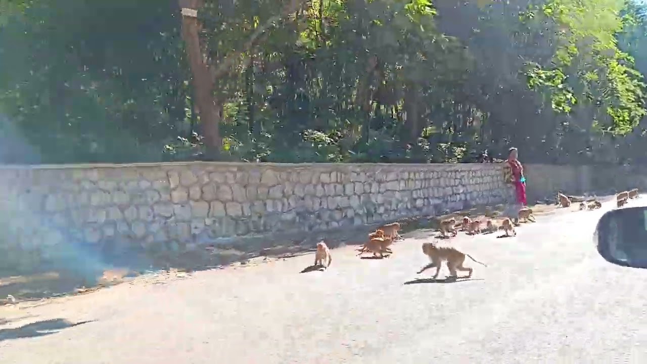 Mount Popa and Monkeys