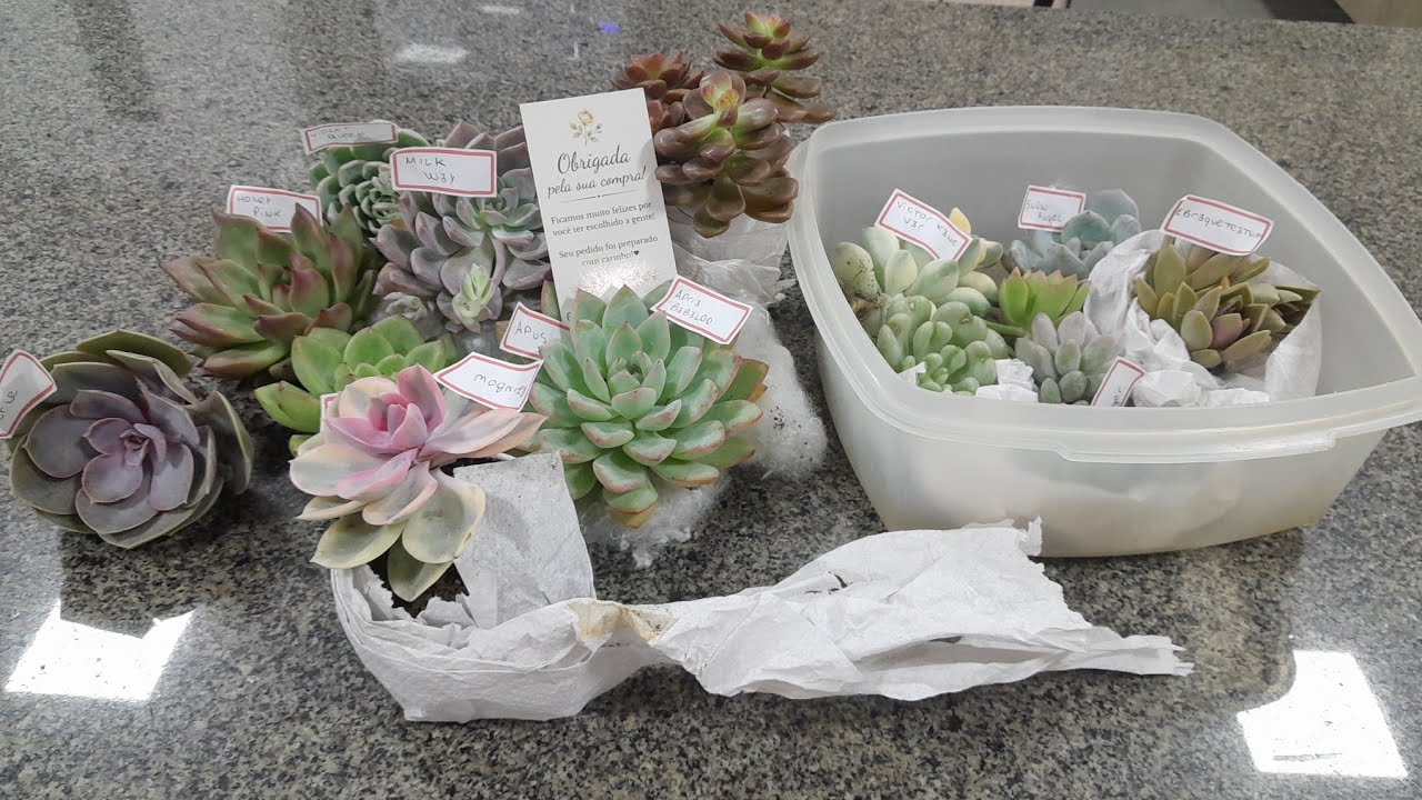 Meu pedido do jardimeArtesuculentas amei amei 
