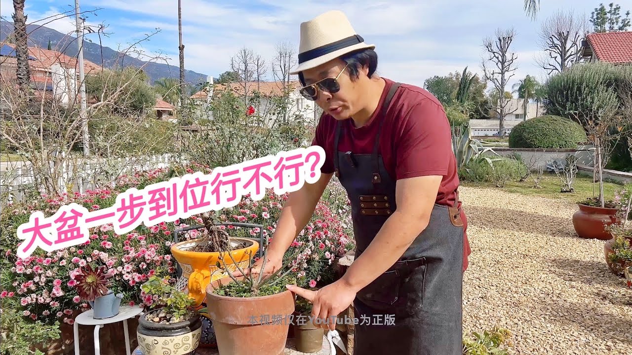 （园艺篇323）月季玫瑰大盆一步到位行不行？如何选择 材质 大小 保温 透气 耐用？