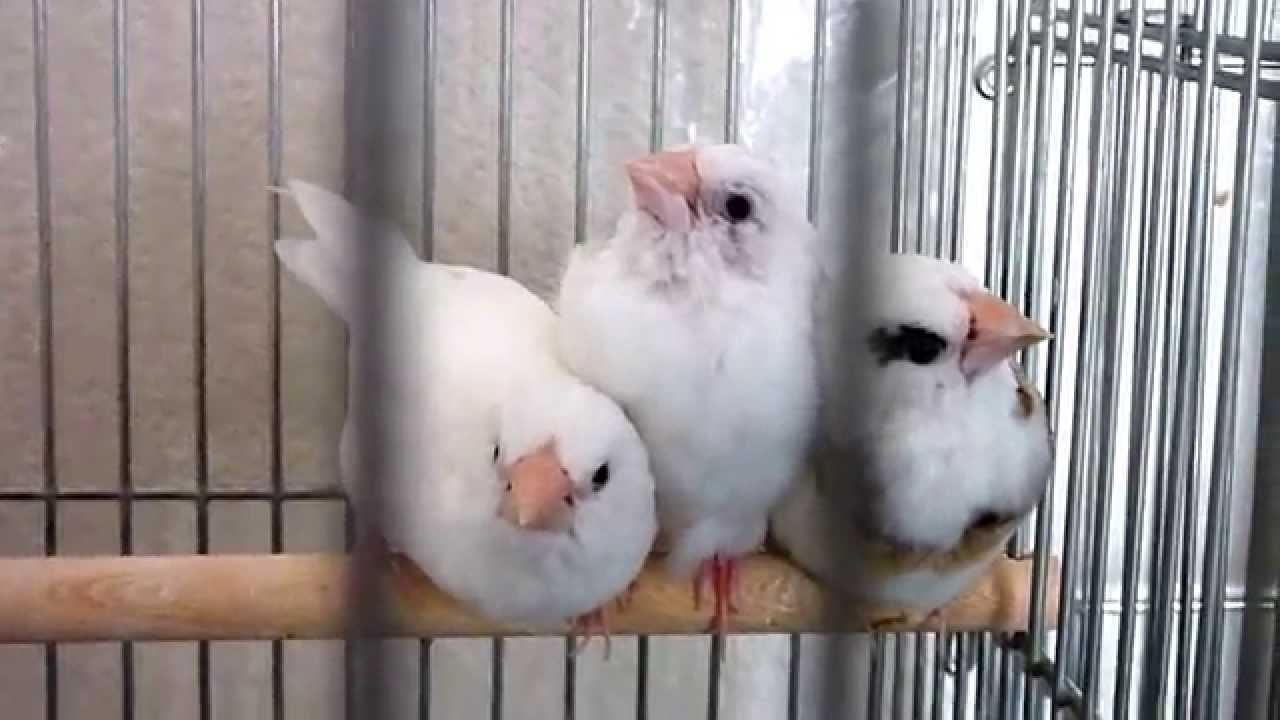 十姉妹
